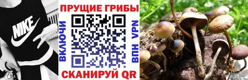 сайты даркнета состав  Гороховец  Галлюциногенные грибы Cubensis 